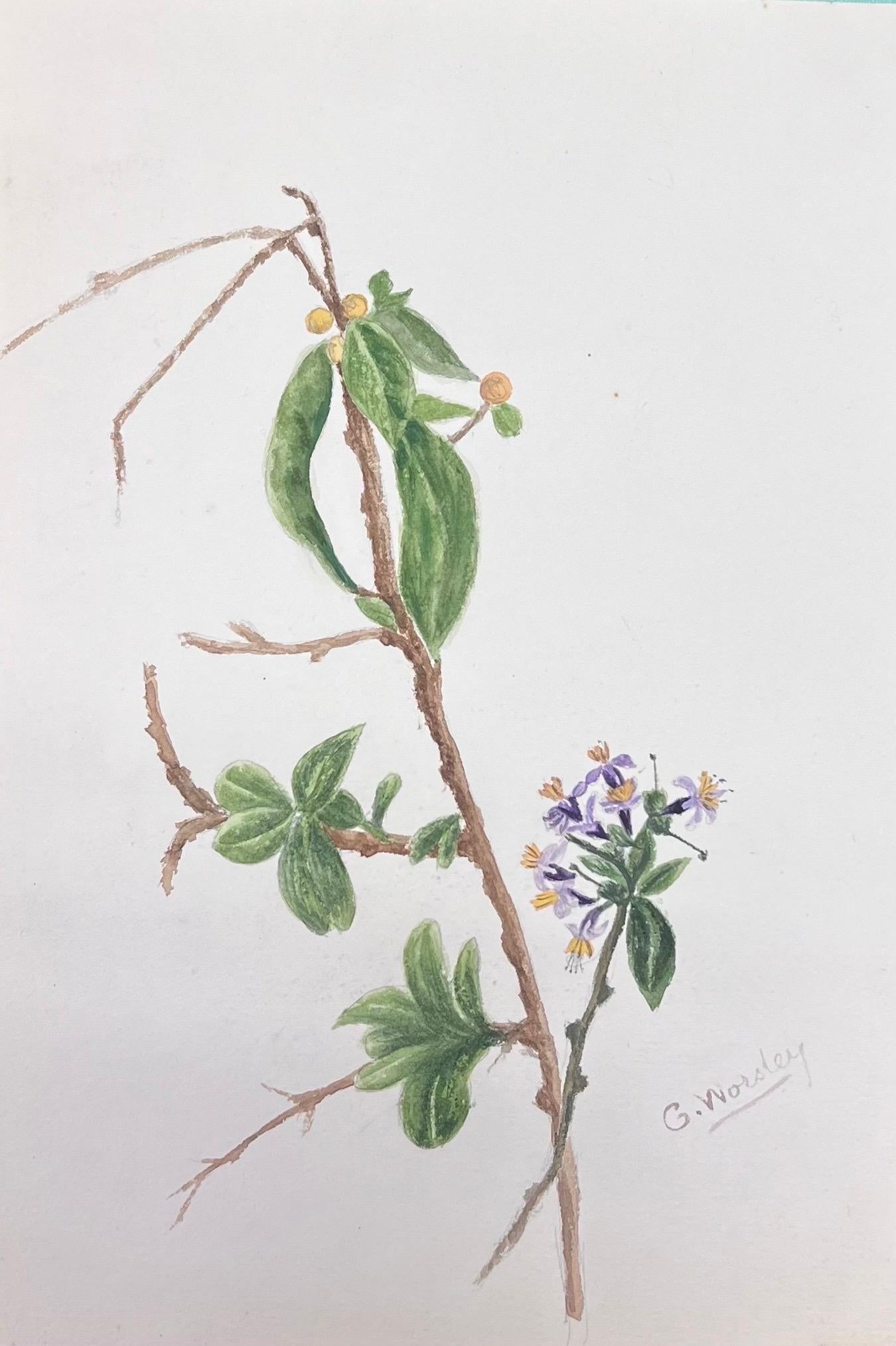 Antikes britisches botanisches Aquarellgemälde, Guaiacum-Pflanzgefäß, Antik