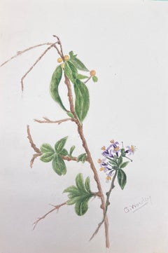 Fine peinture botanique britannique ancienne à l'aquarelle Guaiacum Plant