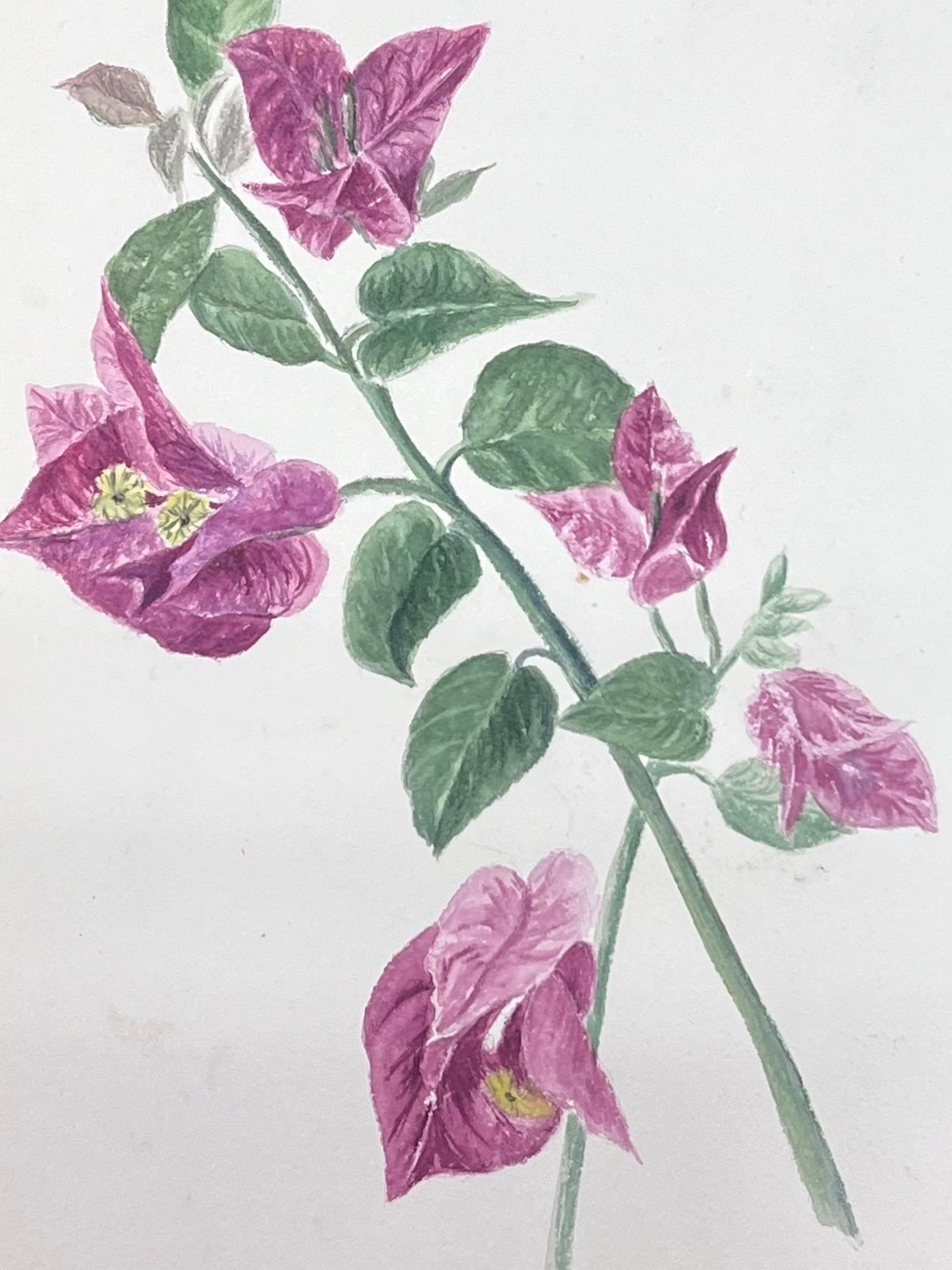Pintura Botánica Antigua Británica a la Acuarela Flor de buganvilla rosa - Painting de Caroline Worsley