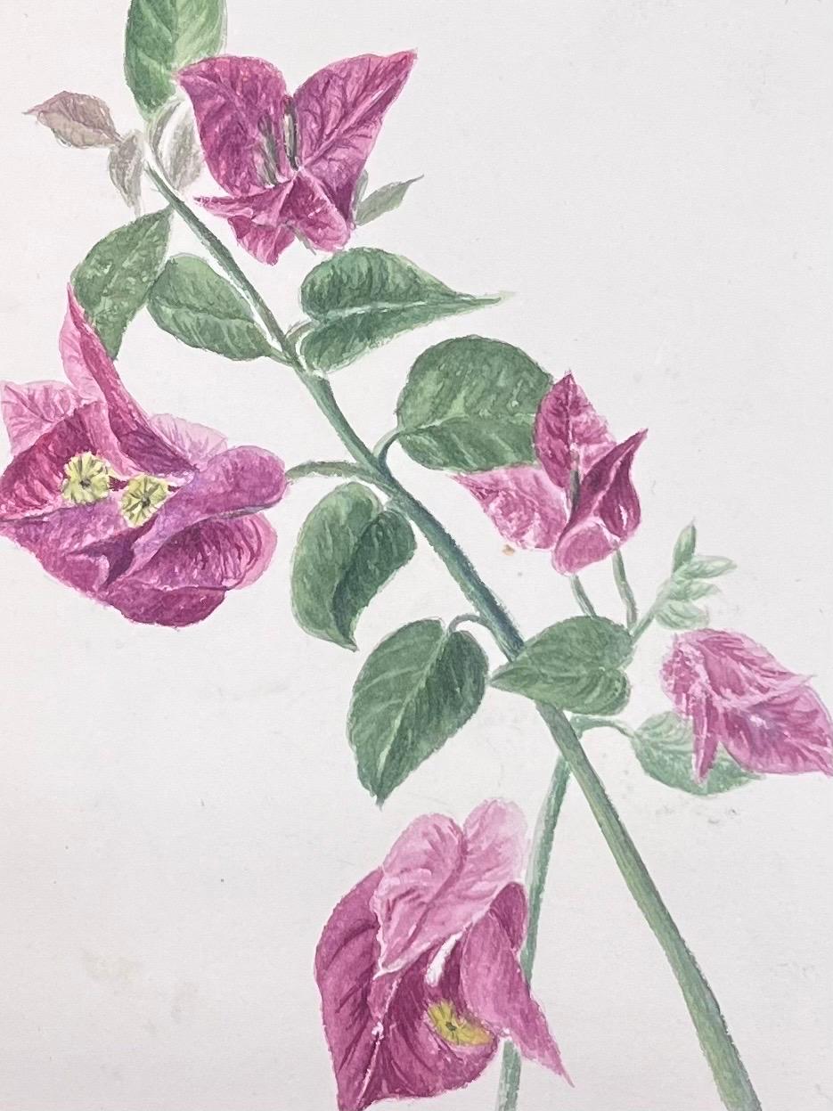 Fine Antique British Botanical Watercolour Painting Pink Bougainvillea Flower - Victorian Art by Caroline Worsley