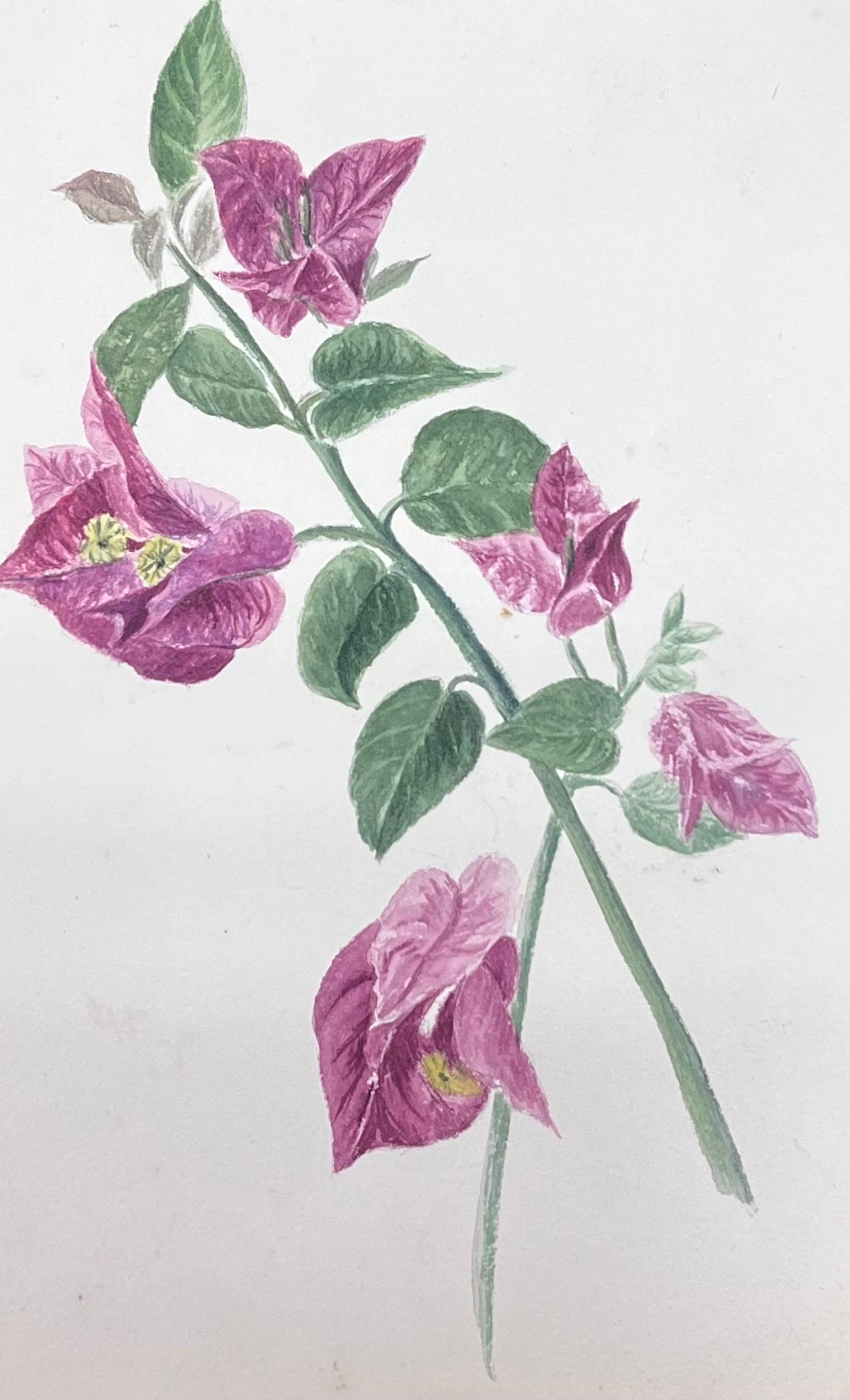 Still-Life Painting de Caroline Worsley - Pintura Botánica Antigua Británica a la Acuarela Flor de buganvilla rosa