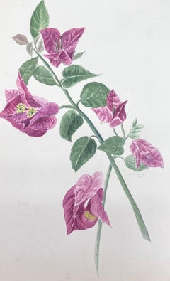 Belle peinture à l'aquarelle botanique britannique ancienne, fleur de Bougainvillea rose