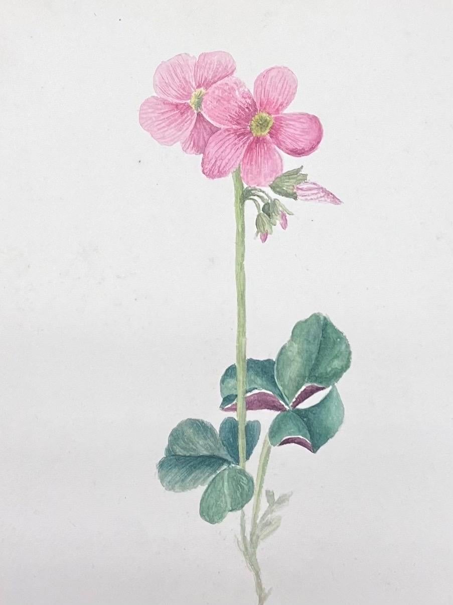 Fine Antique British Botanical Watercolour Painting Pink Oxalis Flower - Gray Still-Life Painting by Caroline Worsley