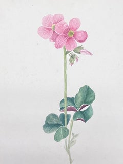Fine Antique British Botanical Watercolour Painting Pink Oxalis Flower