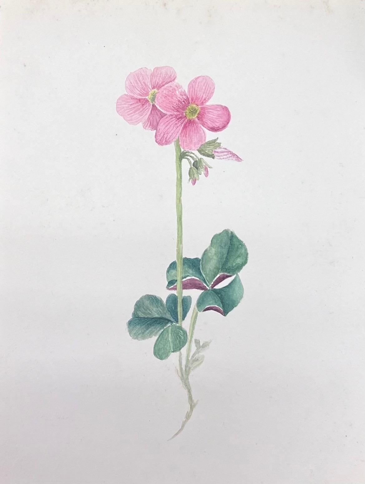 Caroline Worsley Still-Life Painting – Antikes britisches botanisches Aquarellgemälde in Rosa mit Oxalis-Blume, antik