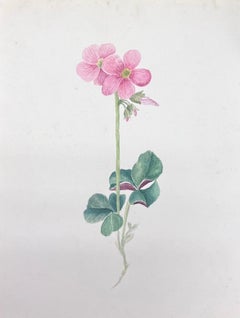 Belle peinture botanique britannique ancienne à l'aquarelle - Fleur d'oxalis rose