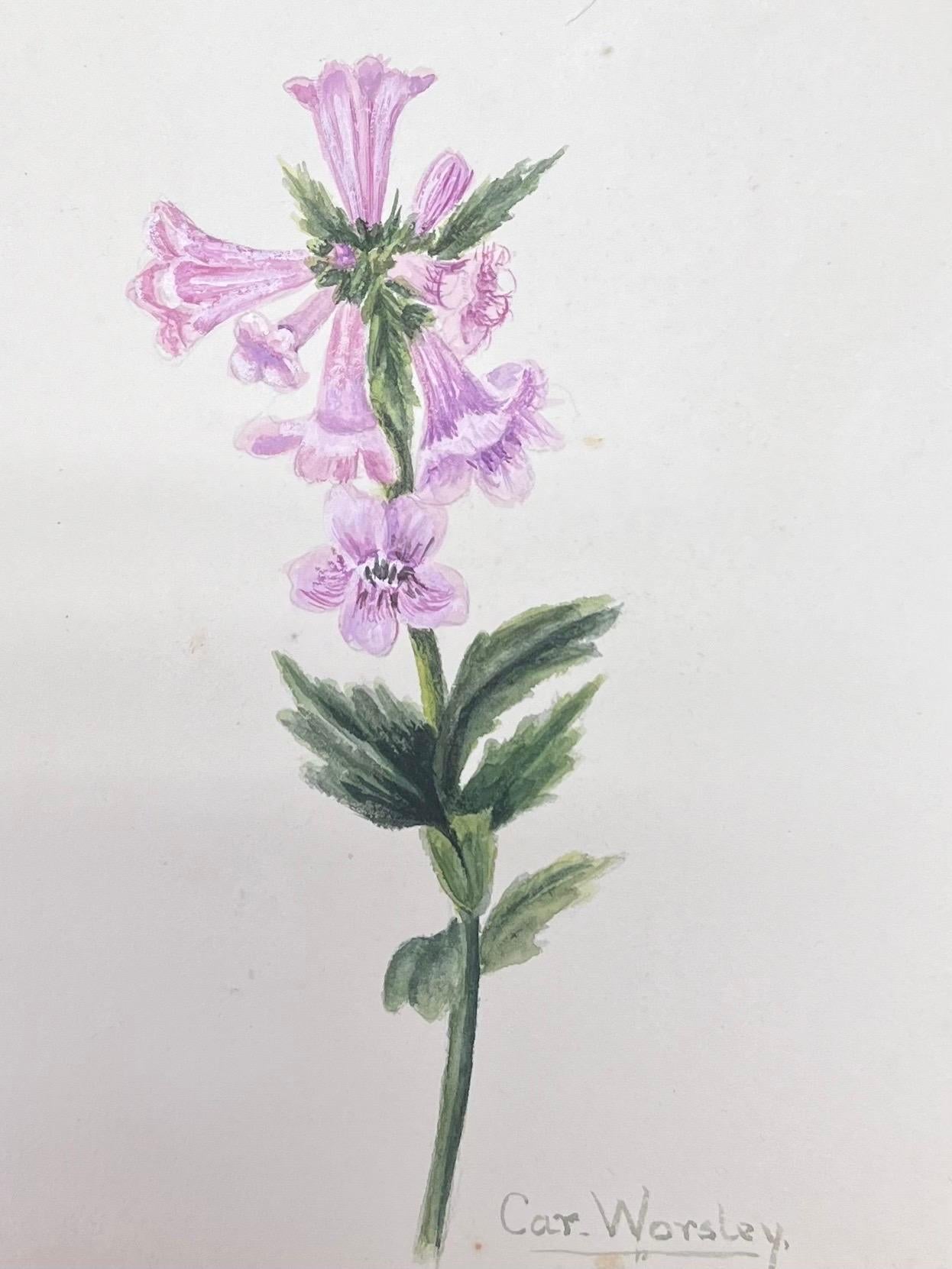 Antikes britisches botanisches Aquarellgemälde mit rosa Trillium-Blume, antik – Painting von Caroline Worsley