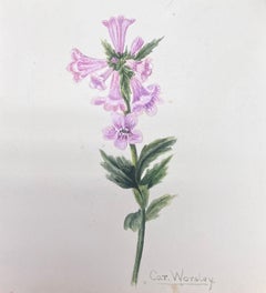 Belle peinture botanique britannique ancienne à l'aquarelle, fleur de trillium rose
