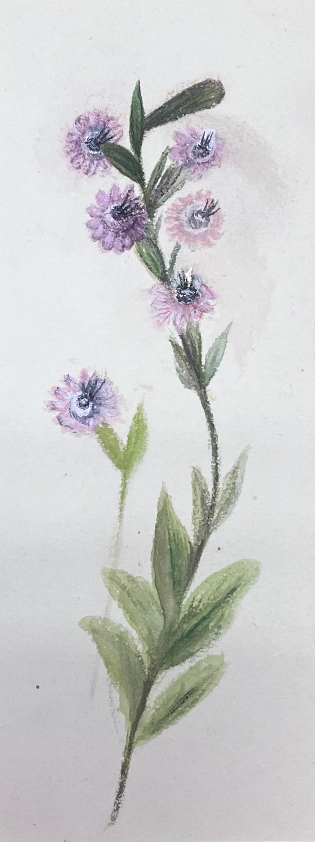 Fine Antique British Botanical Watercolour Painting Purple Plant Painting - Art by Caroline Worsley