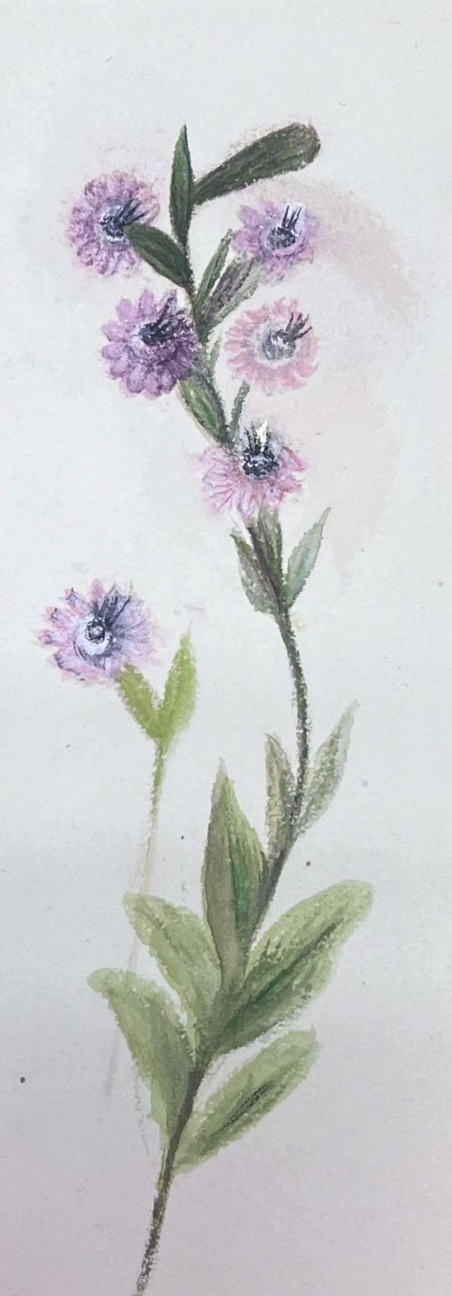 Caroline Worsley Still-Life - Fine Antique British Botanical Watercolour Painting Purple Plant Painting
