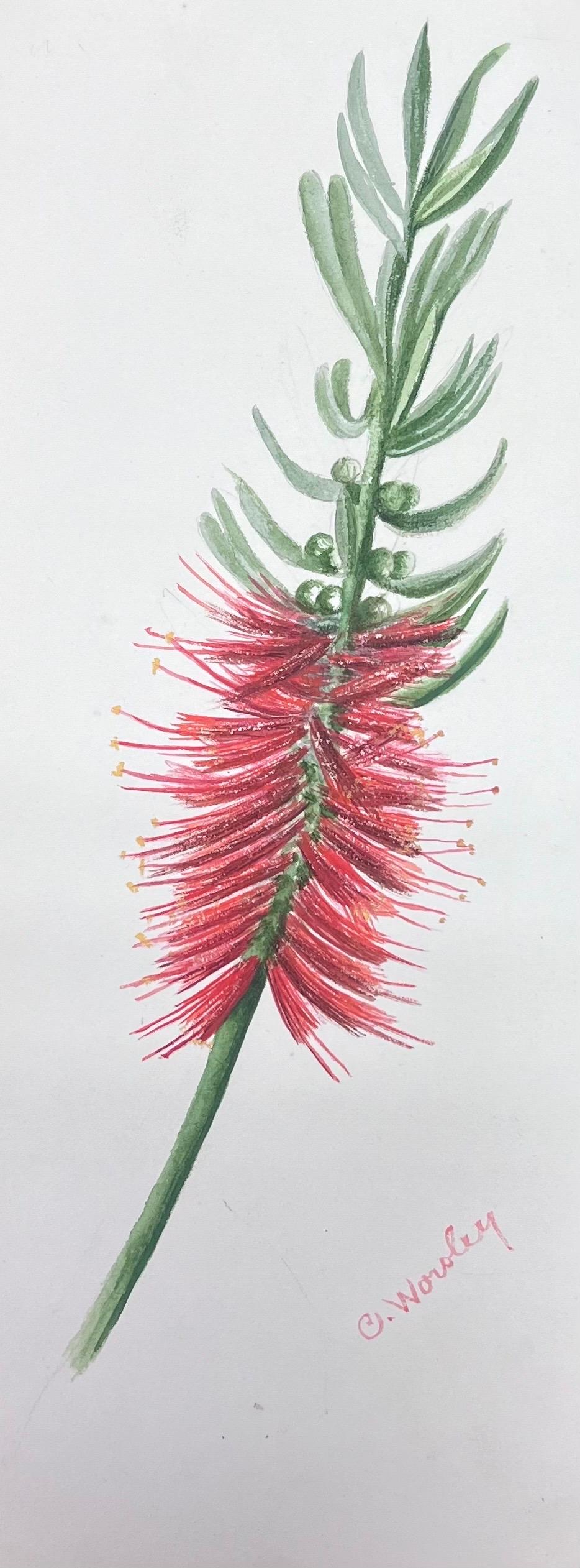 Pintura Botánica Antigua British Acuarela Pincel Rojo Botella Flor - Painting de Caroline Worsley