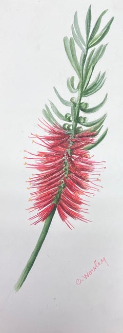 Fine Antique British Botanical Watercolour Painting Red Bottle Brush Flower