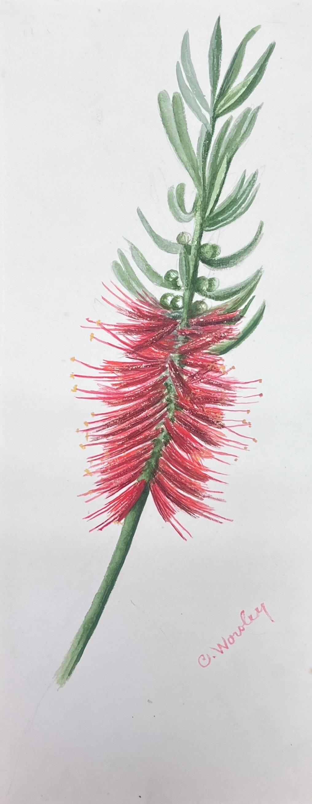 Caroline Worsley Still-Life Painting – Antikes britisches botanisches Aquarellgemälde mit roter Flaschenblume, gebürstetes Blumenmuster, antik