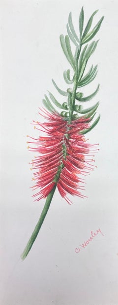 Belle peinture botanique britannique ancienne à l'aquarelle - Fleur de bouteille rouge brossée