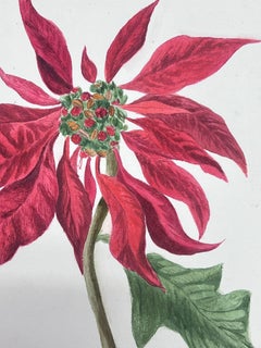 Fina Pintura Botánica Británica Antigua a la Acuarela Planta de Nochebuena Roja