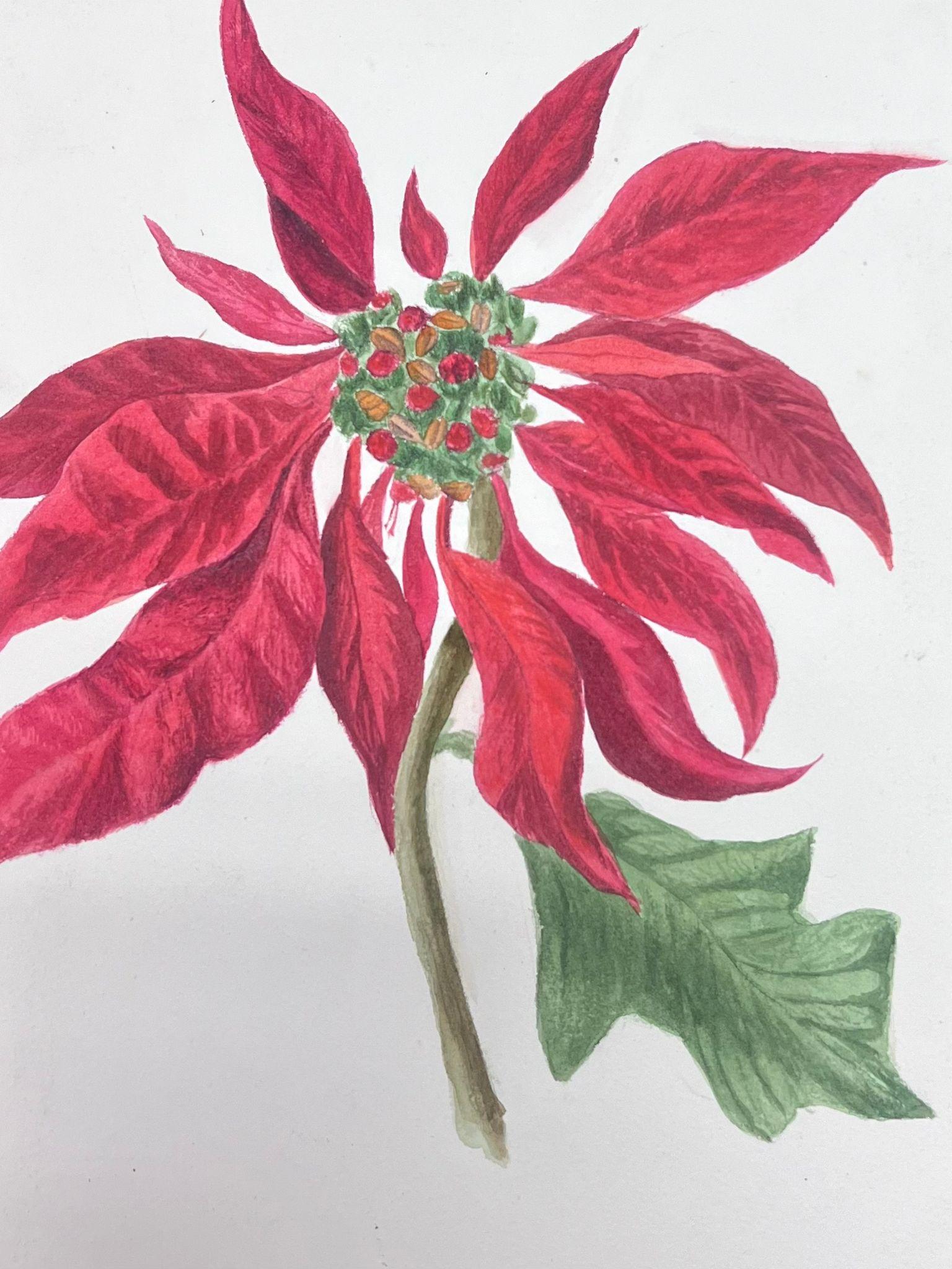 Fine Antique British Botanical Watercolour Painting Red Poinsettia Plant - Gray Still-Life Painting by Caroline Worsley