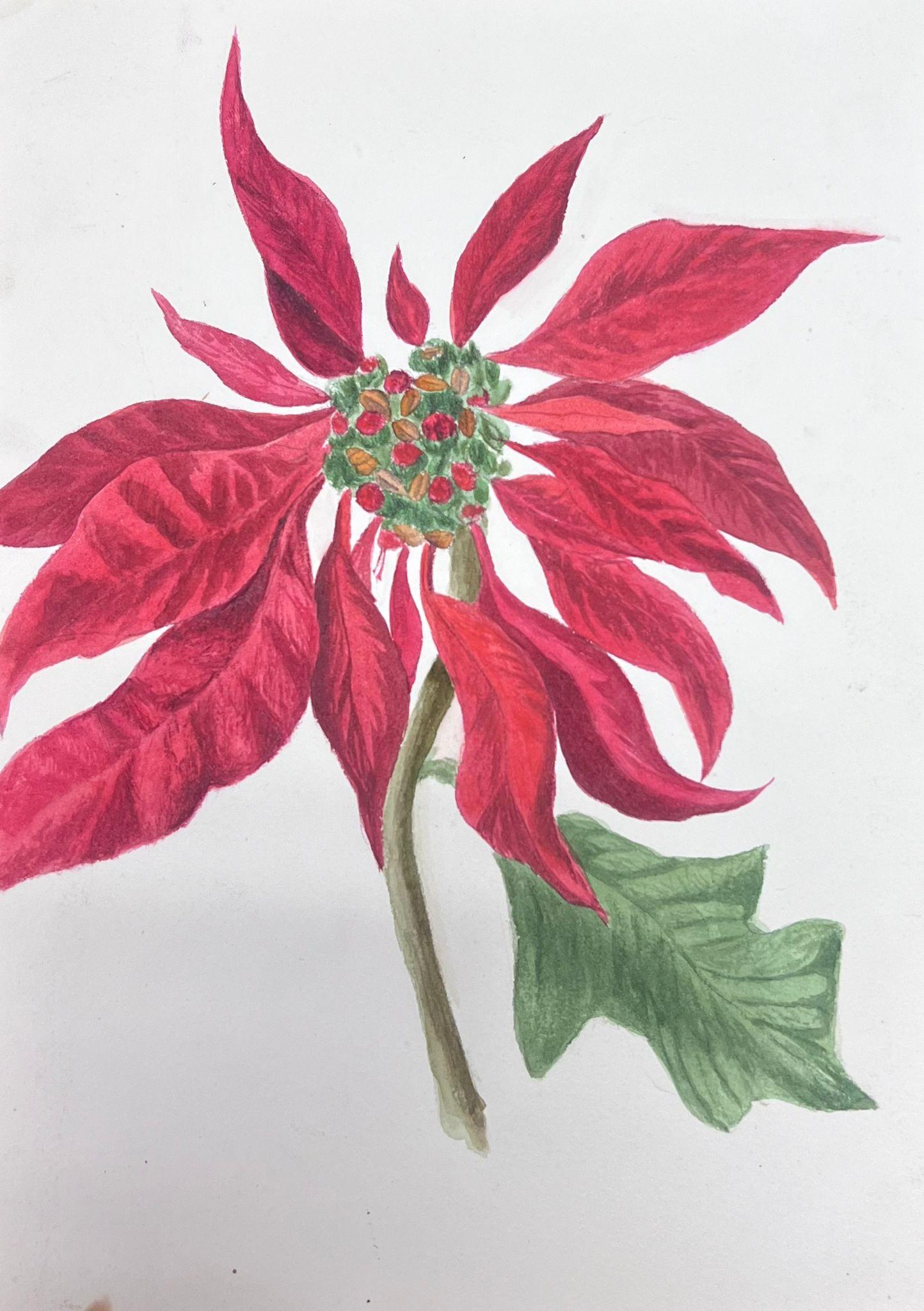 Caroline Worsley Still-Life Painting - Fine Antique British Botanical Watercolour Painting Red Poinsettia Plant