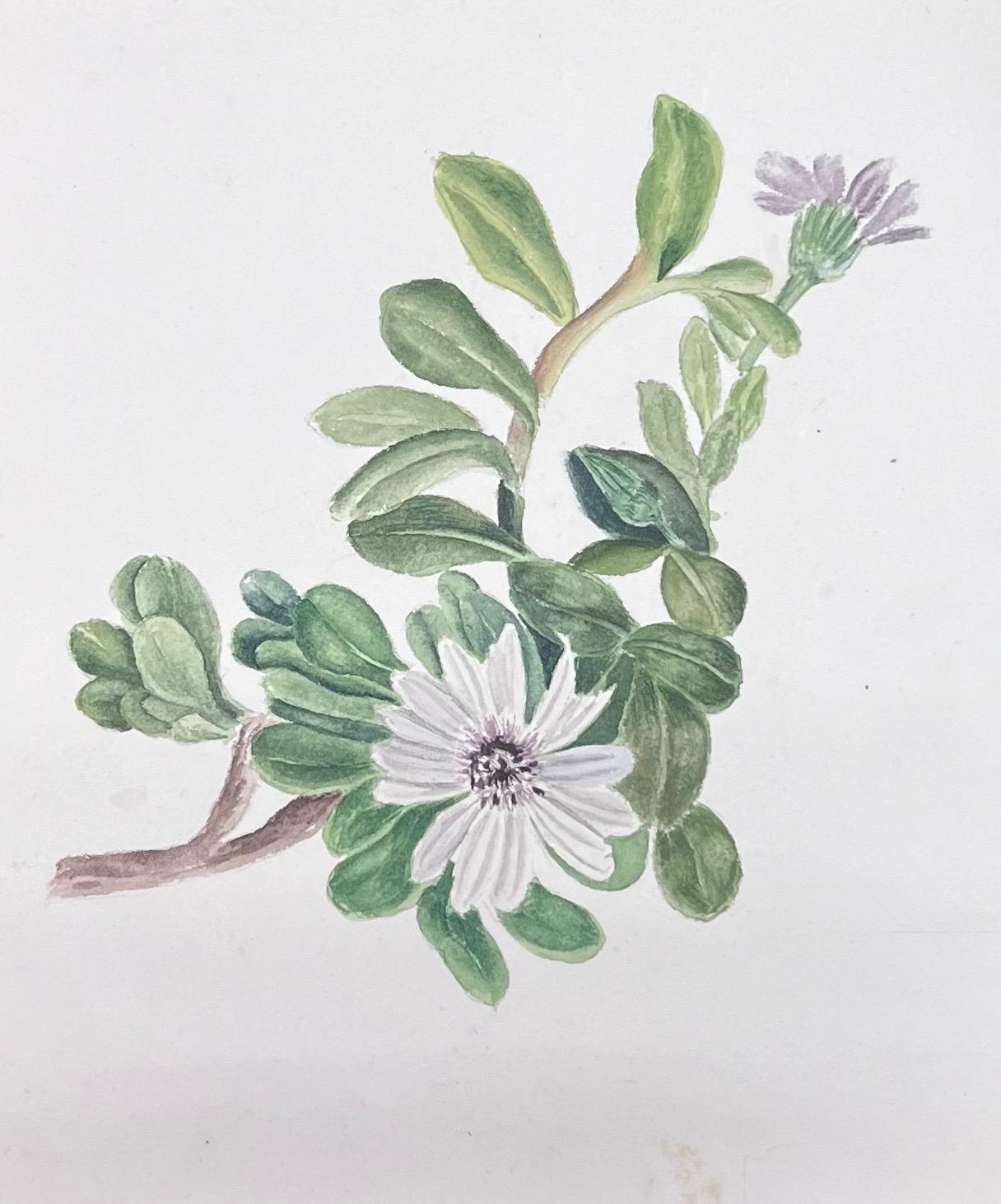 Fine Antique British Botanical Watercolour Painting White Dimorphotheca Flower - Art by Caroline Worsley