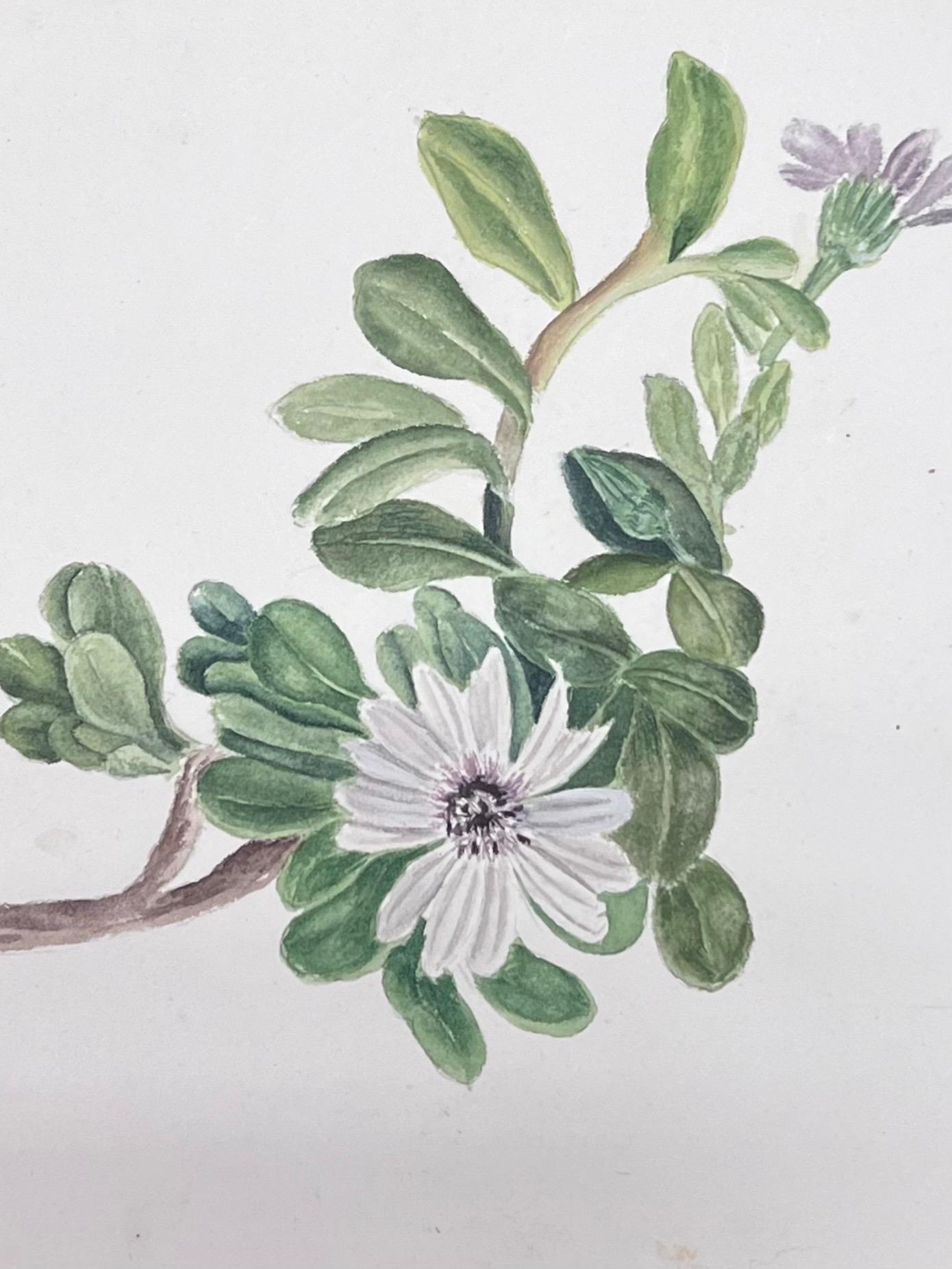 Antikes britisches botanisches Aquarellgemälde, weiße Dimorphotheca-Blume, Dimorphotheca (Viktorianisch), Art, von Caroline Worsley