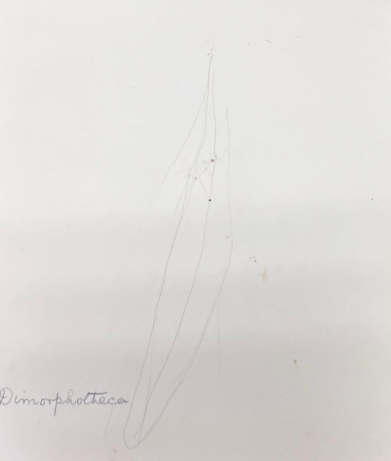 Antikes britisches botanisches Aquarellgemälde, weiße Dimorphotheca-Blume, Dimorphotheca (Grau), Still-Life, von Caroline Worsley