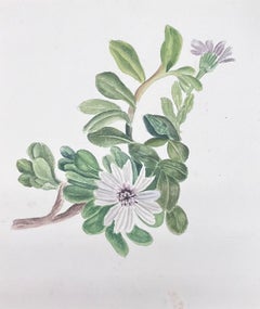 Belle peinture à l'aquarelle botanique britannique ancienne de la fleur blanche Dimorphotheca