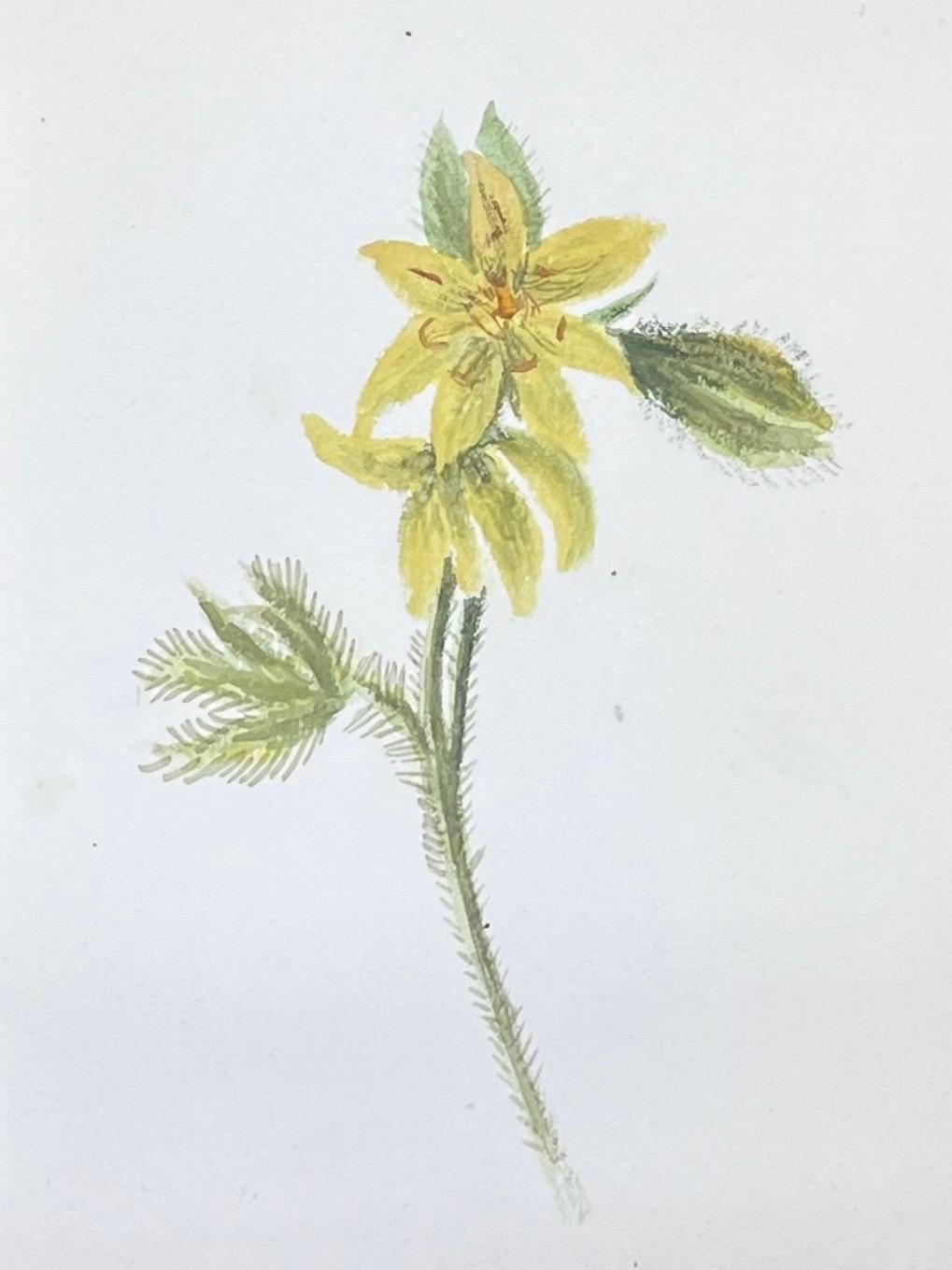 Fine Antique British Botanical Watercolour Painting Yellow Lysimachia Painting - Gray Still-Life Painting by Caroline Worsley