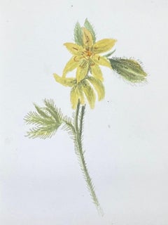 Fine Antique British Botanical Watercolour Painting Yellow Lysimachia Painting