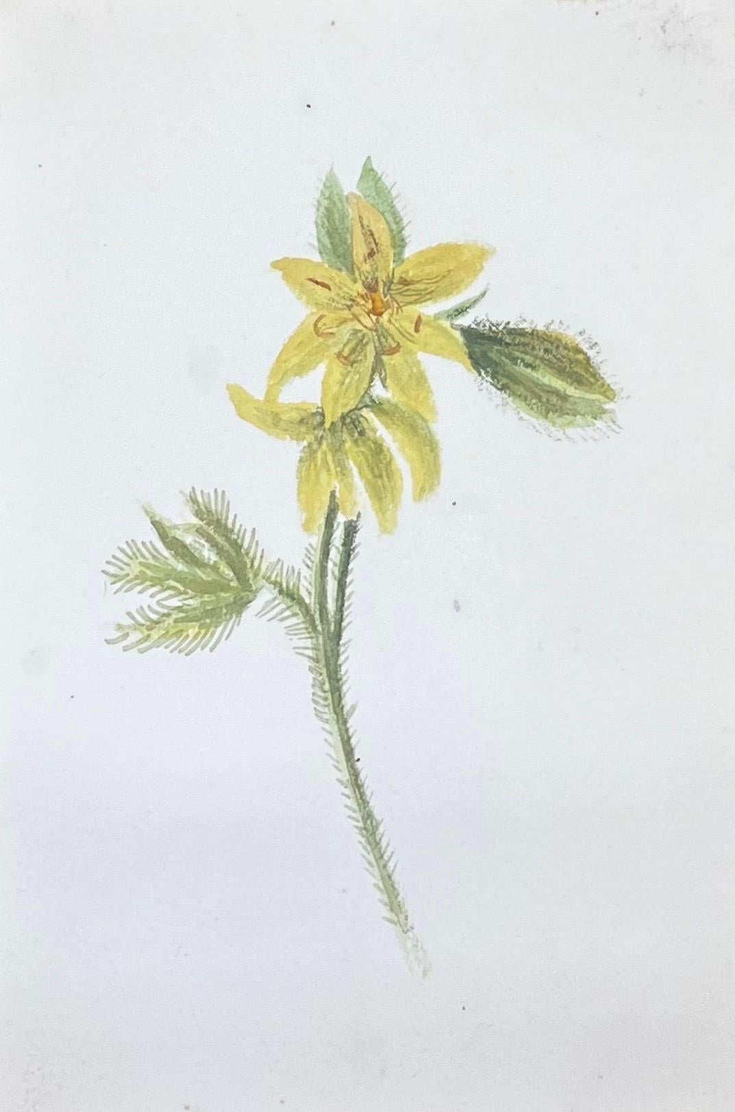 Still-Life Caroline Worsley - Fine peinture botanique britannique ancienne à l'aquarelle, peinture de lysimachia jaune