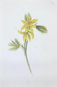 Fine peinture botanique britannique ancienne à l'aquarelle, peinture de lysimachia jaune