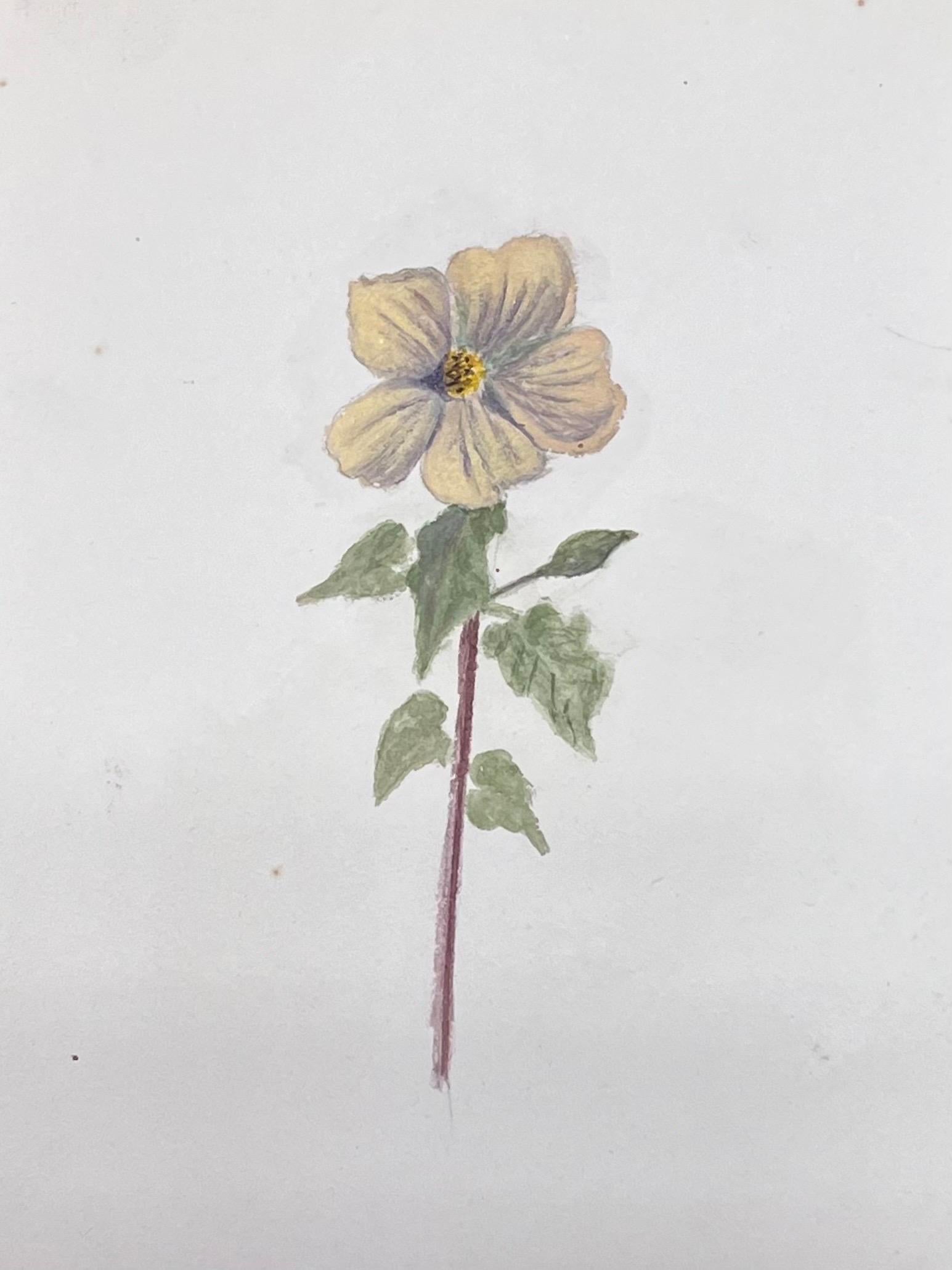 Fine Antique British Botanical Watercolour Painting Yellow Primrose Painting - Art by Caroline Worsley