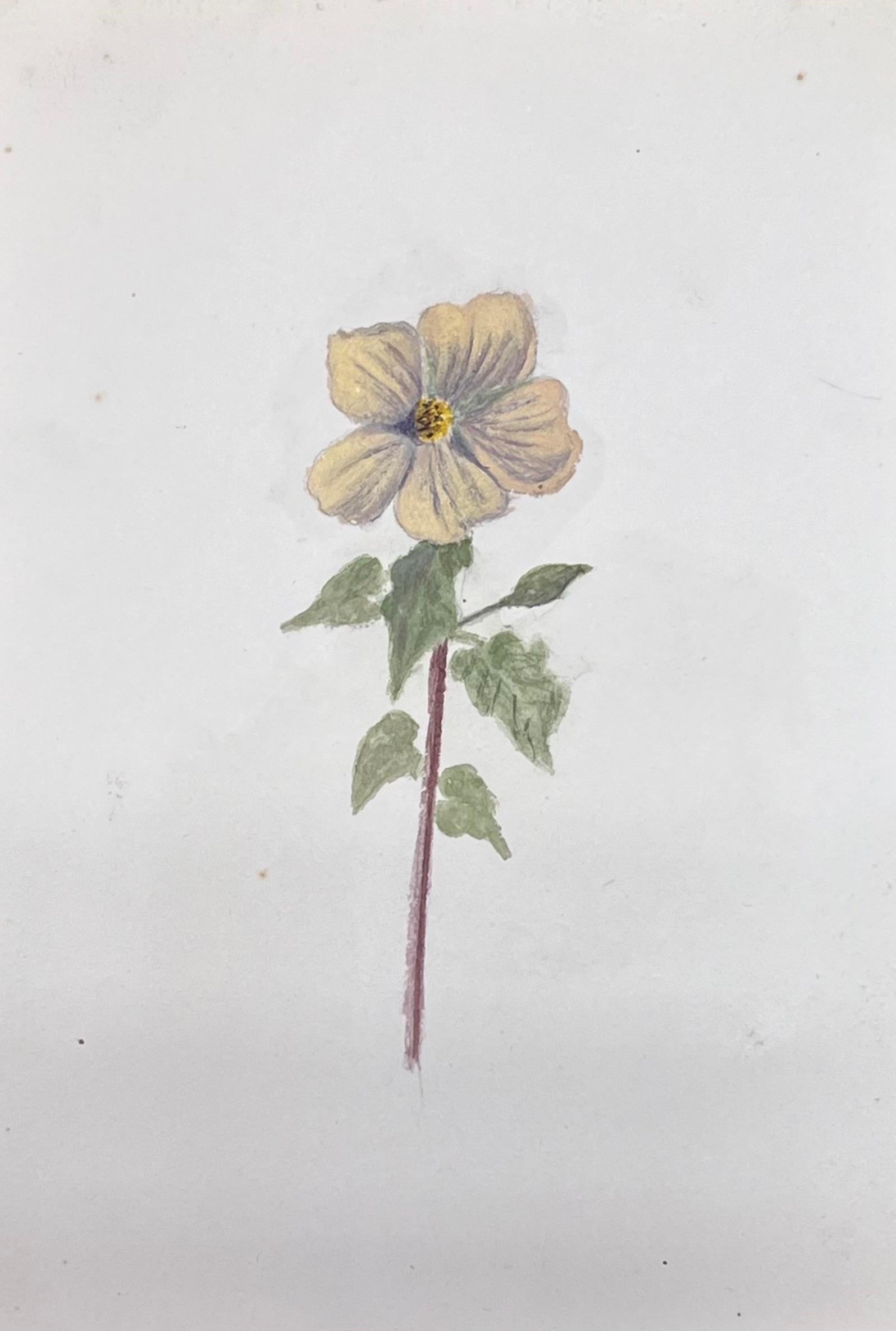 Fine Antique British Botanical Watercolour Painting Yellow Primrose Painting