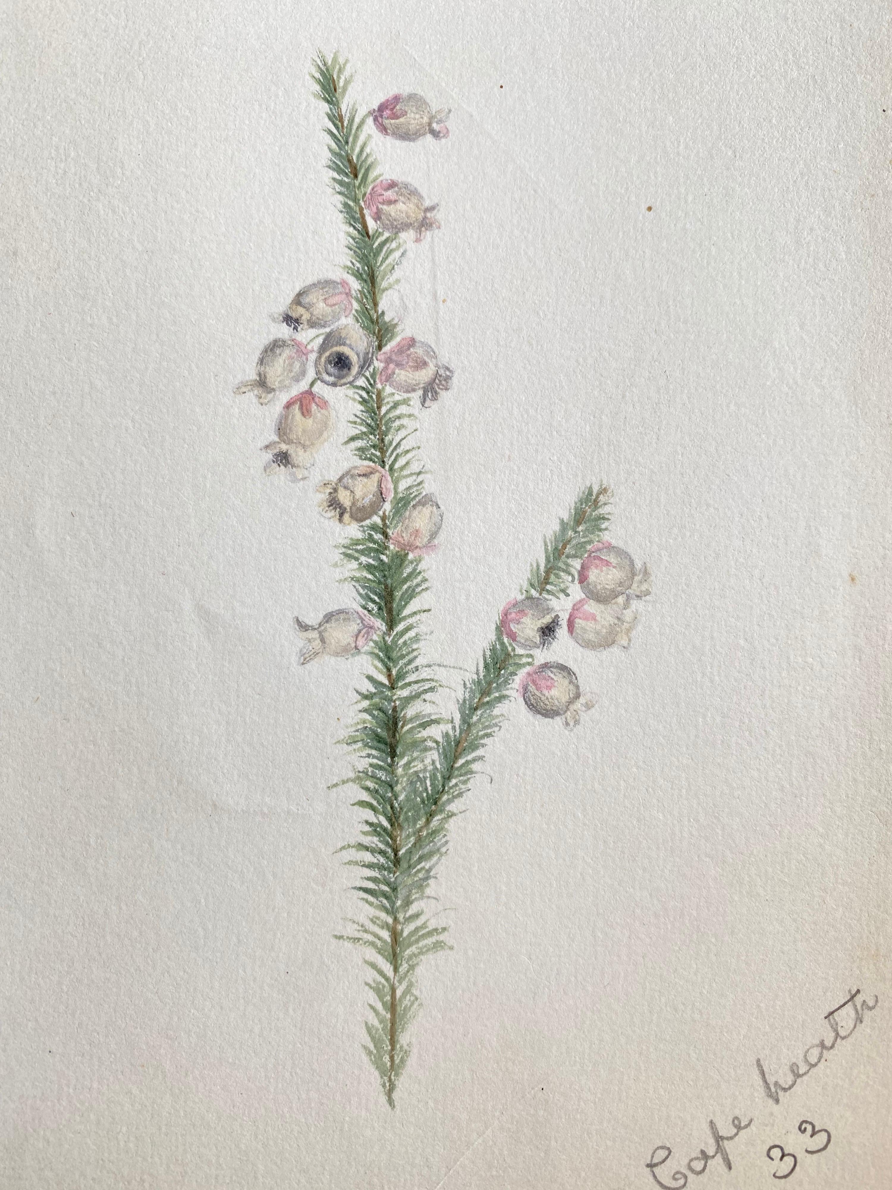 Pintura antigua británica a la acuarela sobre plantas botánicas, hacia 1900 - Art de Caroline Worsley