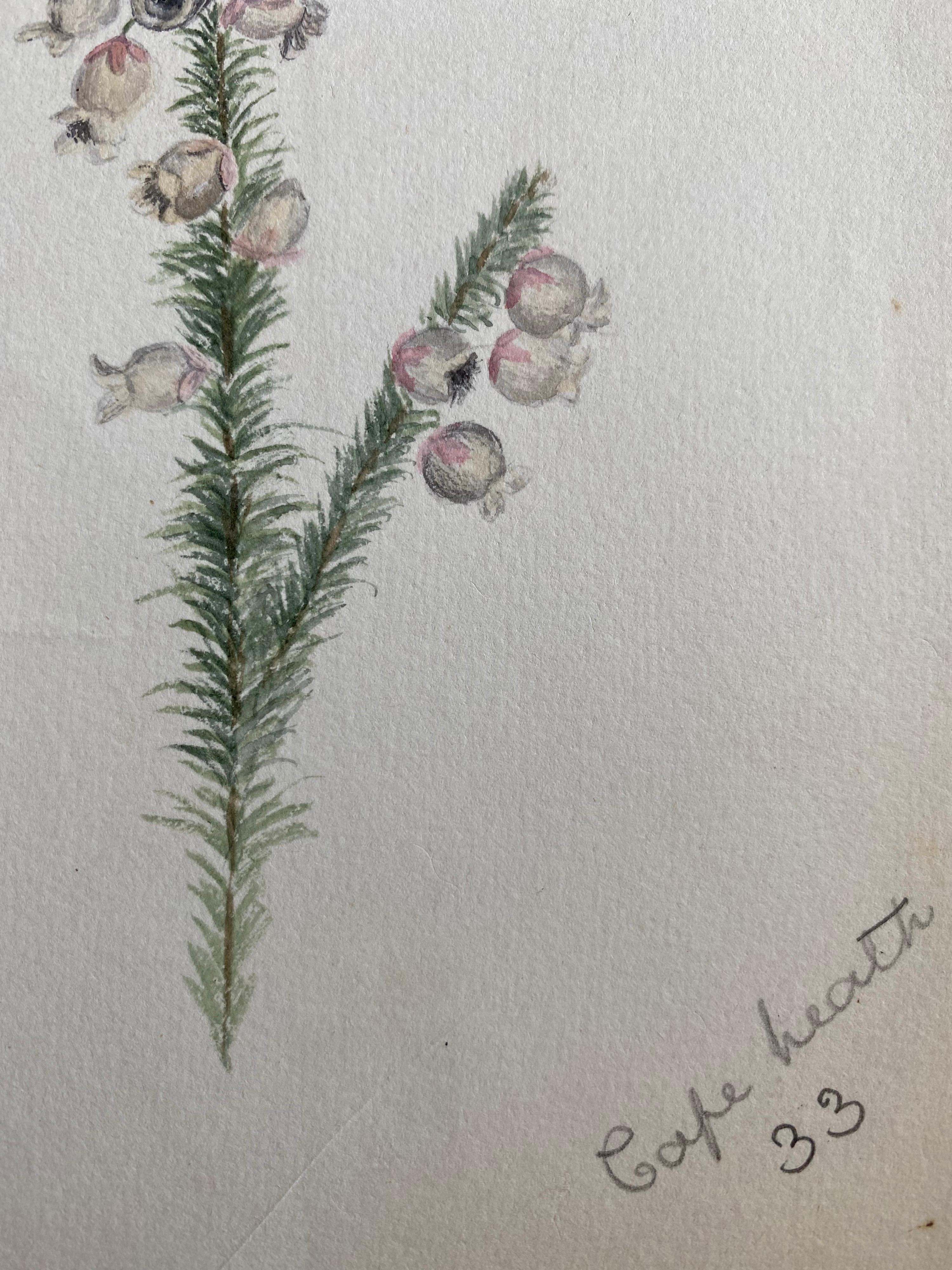 Pintura antigua británica a la acuarela sobre plantas botánicas, hacia 1900 - Still-Life Gris de Caroline Worsley