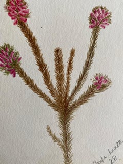 Fine Antique British Botannical Watercolour Painting, circa 1900's