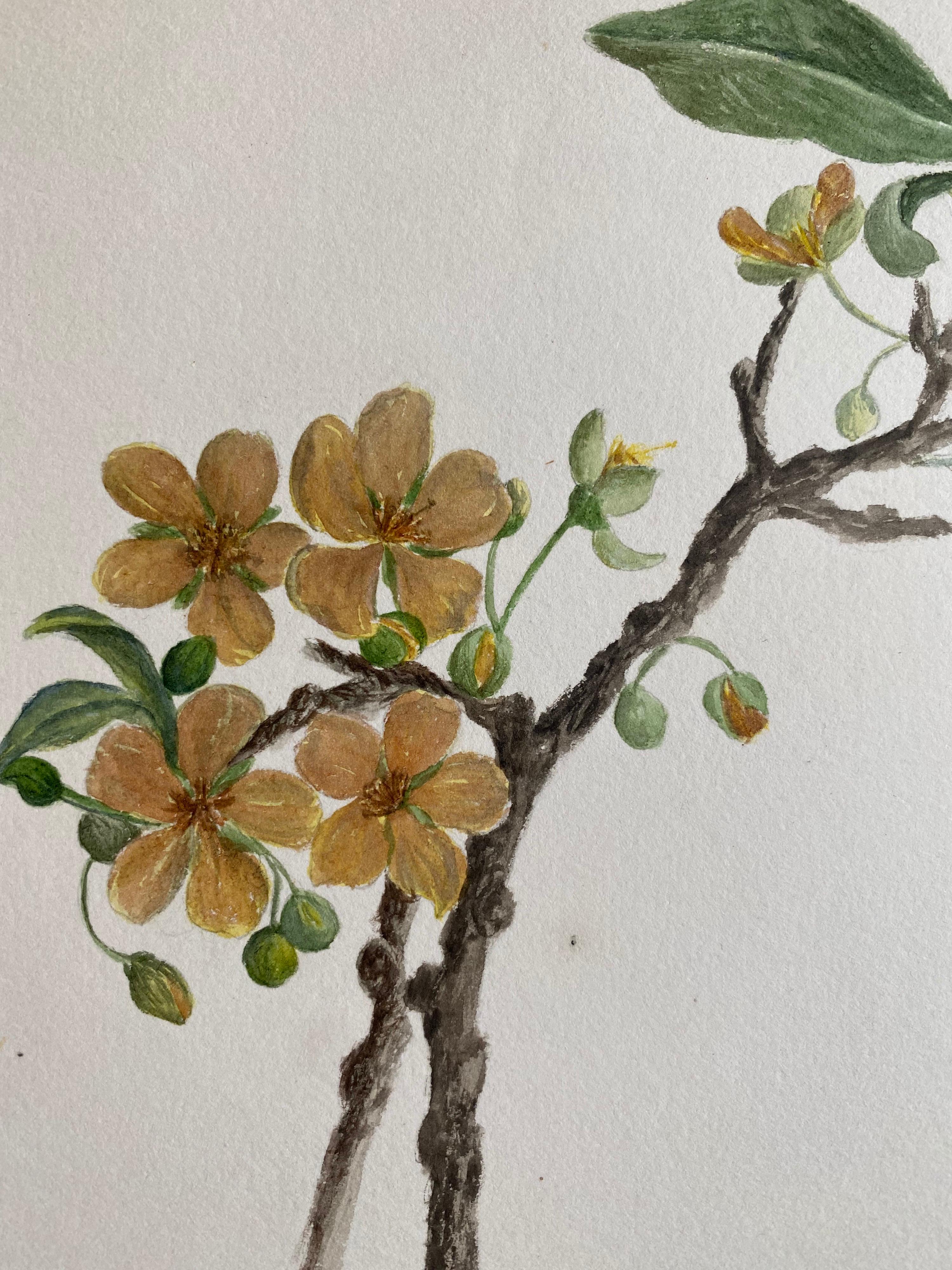 Feines antikes britisches botanisches Aquarell, circa 1900er Jahre (Viktorianisch), Art, von Caroline Worsley