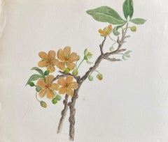 Belle aquarelle botanique britannique ancienne, vers 1900 