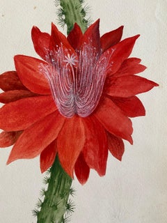 Fine Antique British Botannical Watercolour Painting, circa 1900's Red Flower