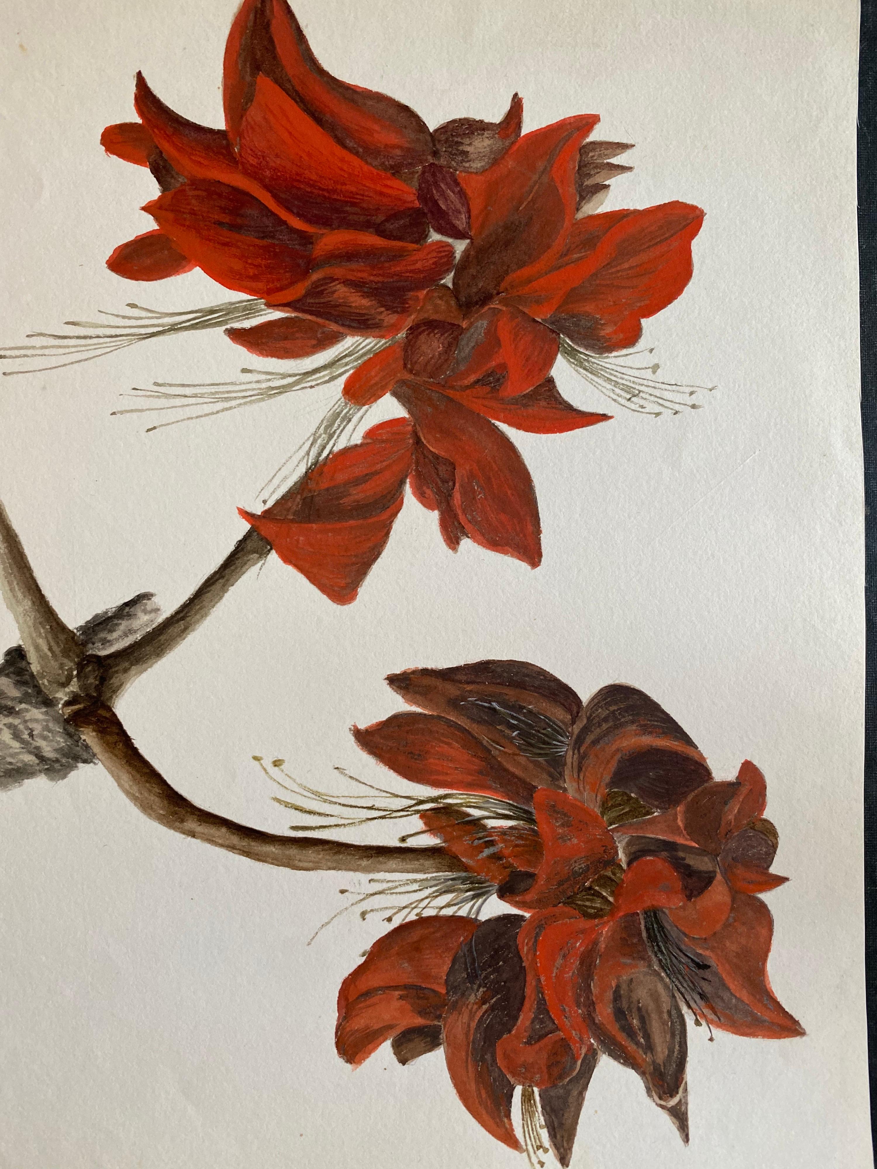 Antikes britisches Botanisches Aquarellgemälde mit roter Blume, um 1900 – Painting von Caroline Worsley