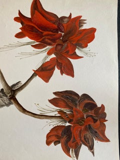 Fine Antique British Botannical Watercolour Painting, circa 1900's Red Flower