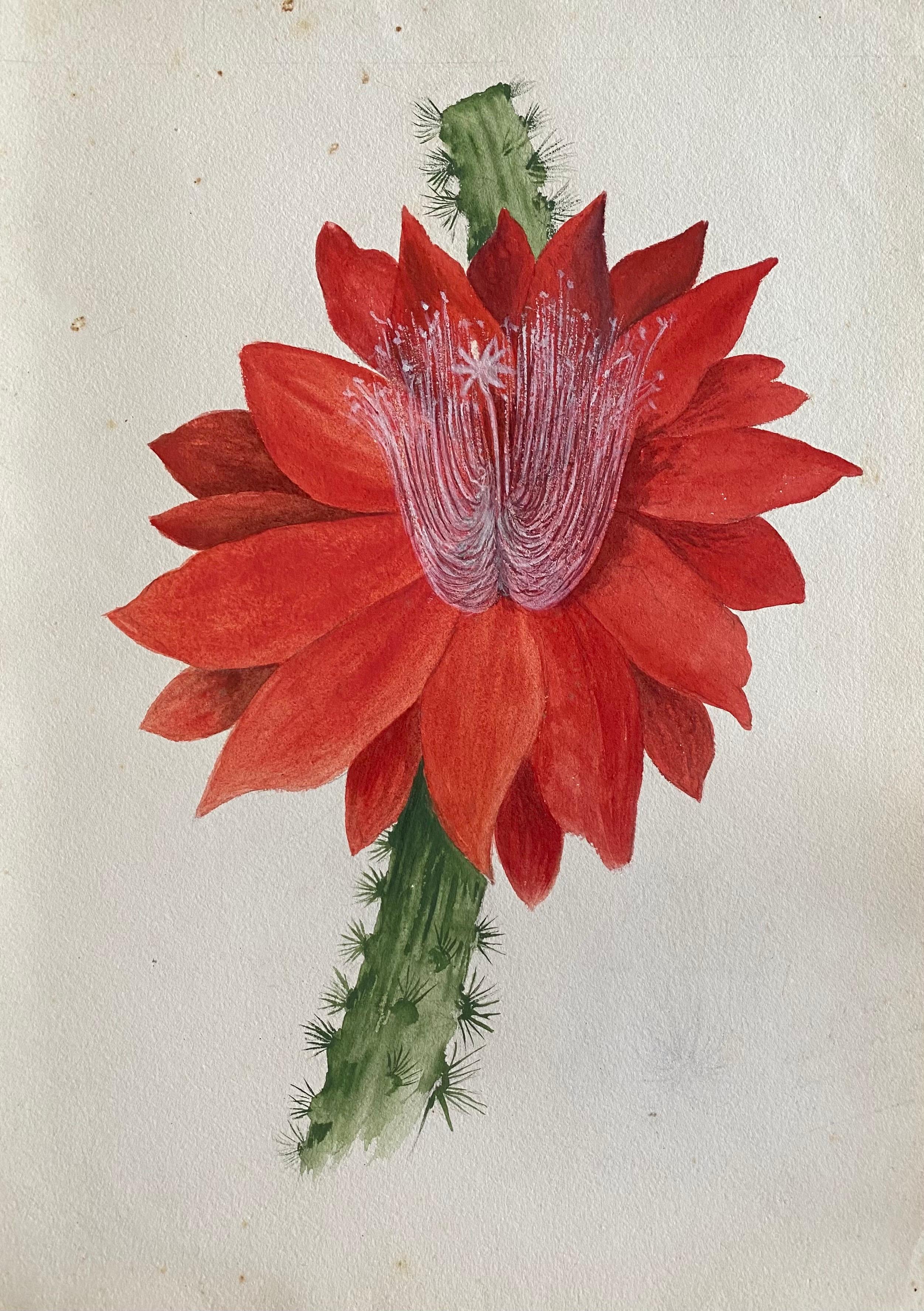 Caroline Worsley Still-Life – Antikes britisches Botanisches Aquarellgemälde mit roter Blume, um 1900