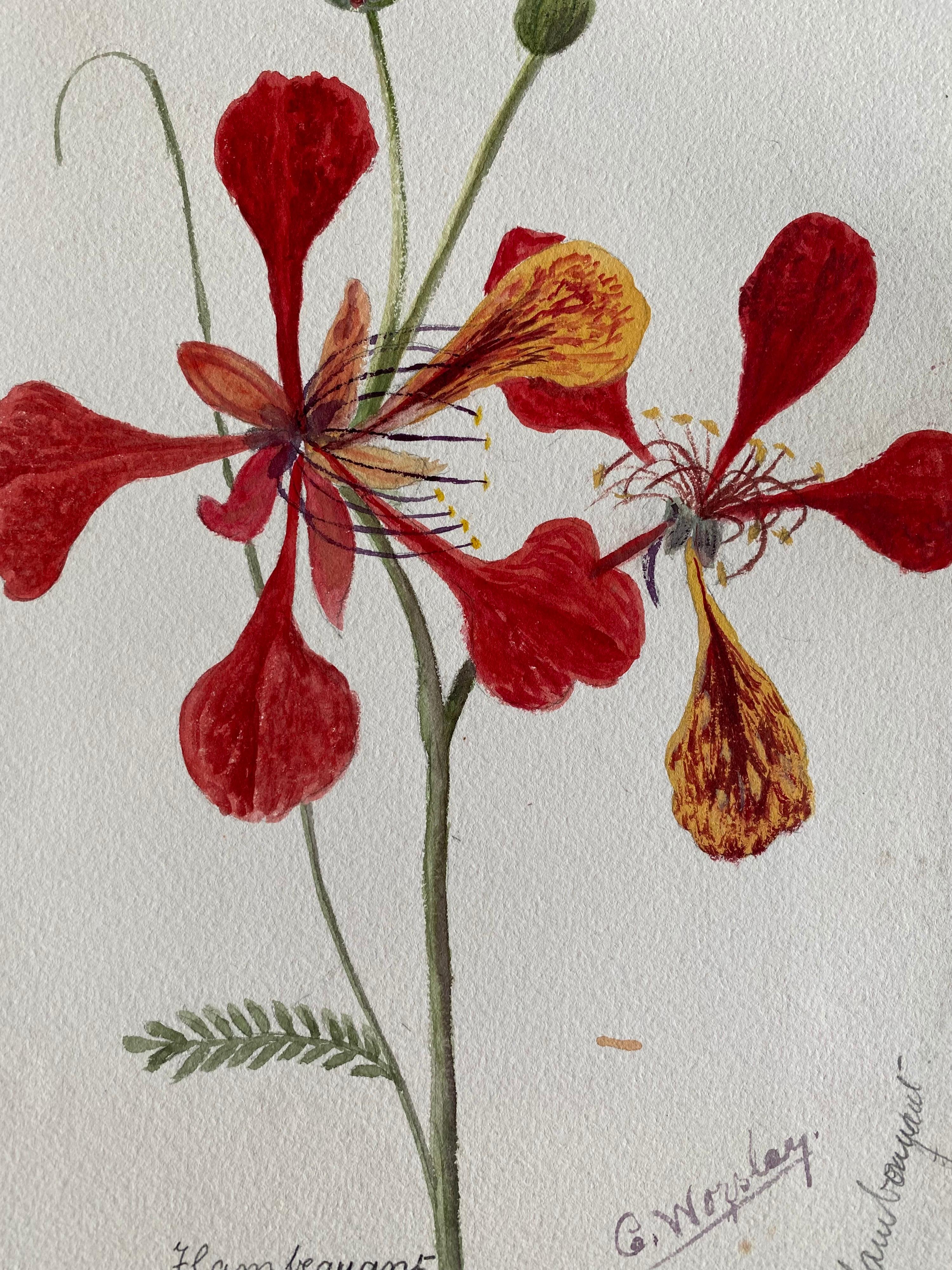 Fine Antique British Botannical Watercolour Painting, circa 1900's Red Flowers - Art by Caroline Worsley