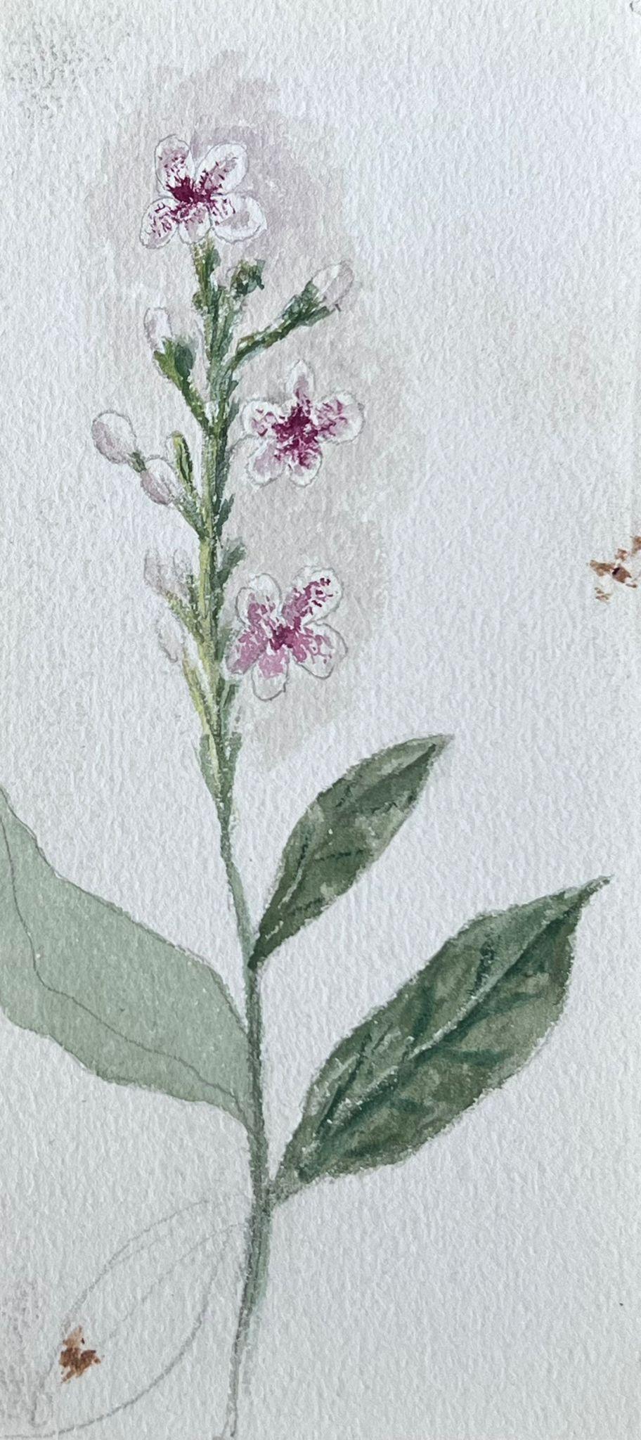 Set of Two Fine Antique British Botanical Paintings Pink Flower Sketch - Art by Caroline Worsley
