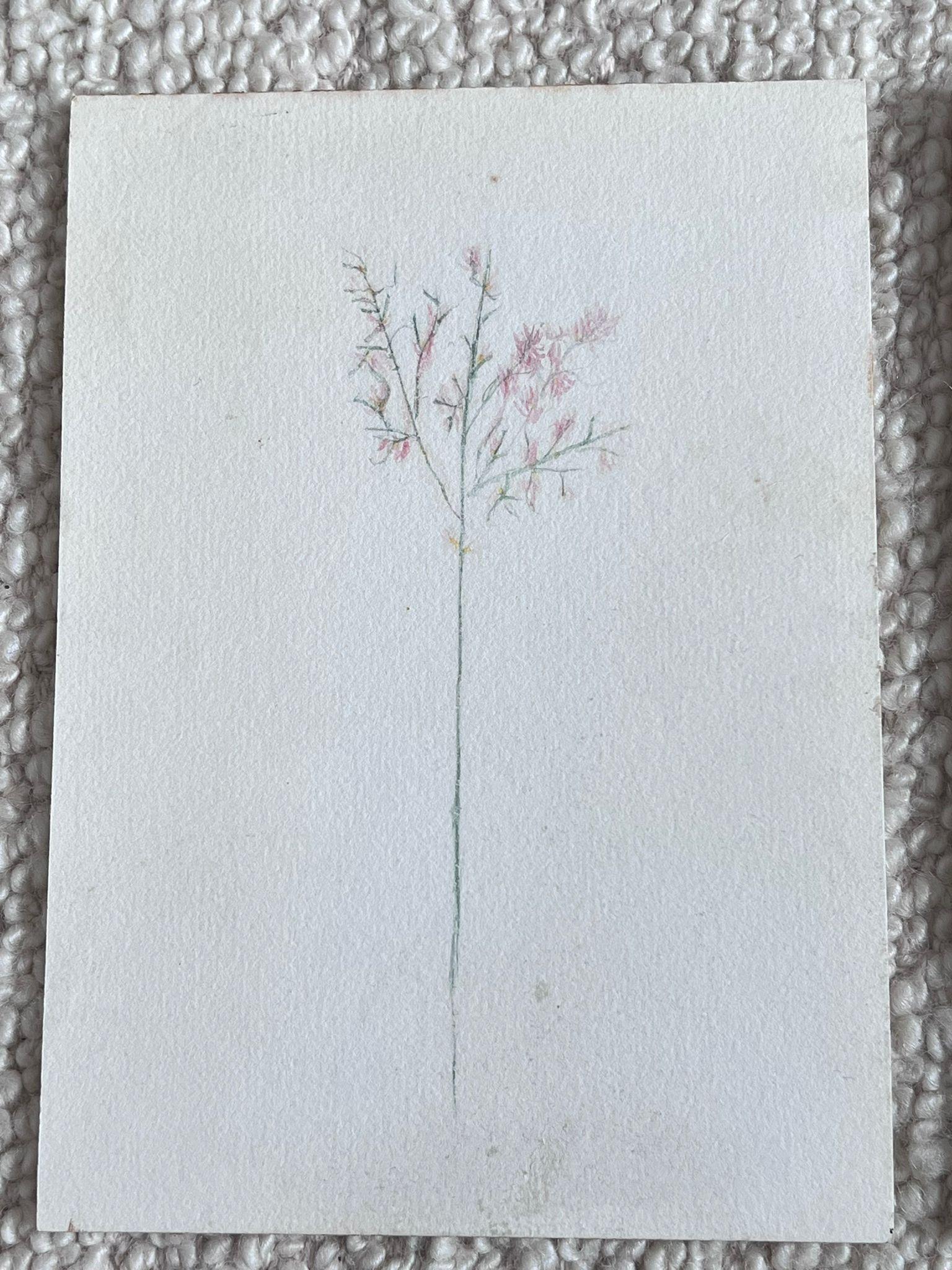 Set of Two Fine Antique British Botanical Paintings Pink Flower Sketch - Victorian Art by Caroline Worsley