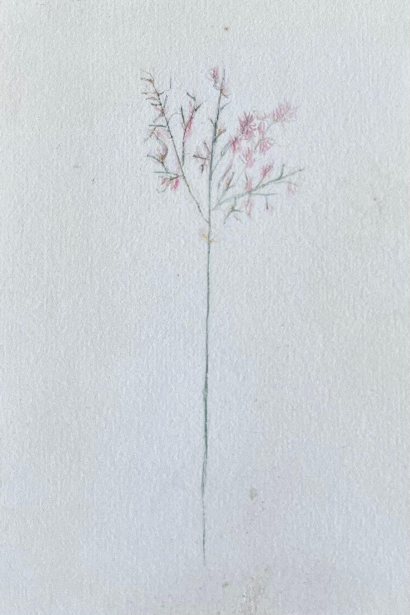 Two very fine original antique English botanical watercolour paintings depicting this beautiful depiction of a flower/ plant. The work came to us from a private collection in Surrey, England and had been part of an album of works assembled by the