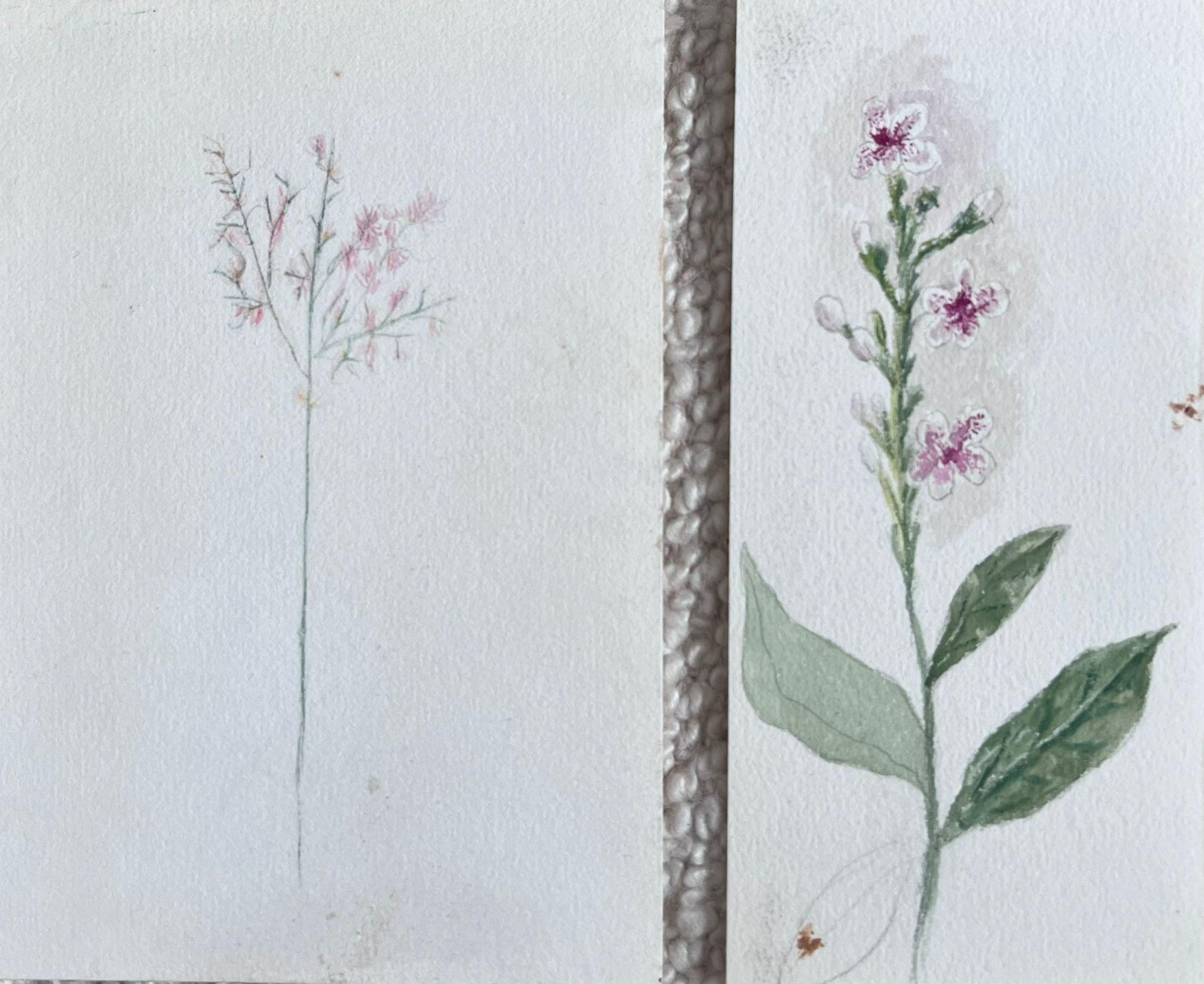 Caroline Worsley Still-Life – Set von zwei feinen antiken britischen botanischen Gemälden in Rosa mit Blumenskizze