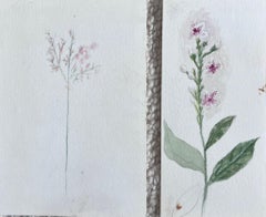 Set von zwei feinen antiken britischen botanischen Gemälden in Rosa mit Blumenskizze