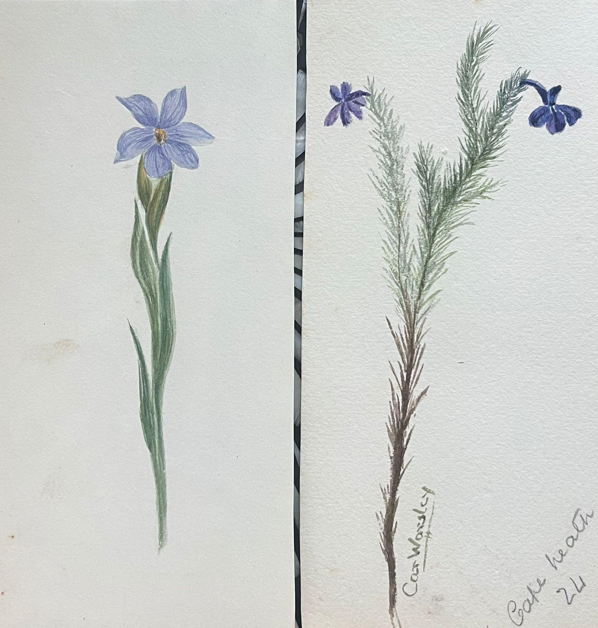 Caroline Worsley Still-Life Painting – Set von zwei feinen antiken britischen botanischen Gemälden, lila Blumenskizze, Set