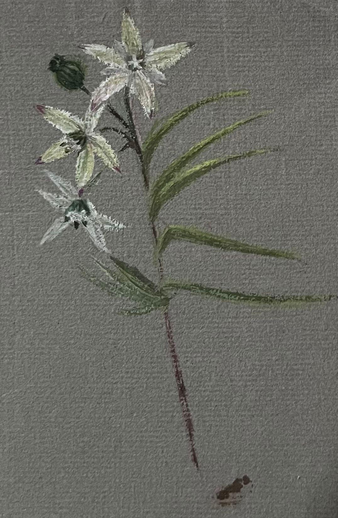 Ensemble de deux belles peintures botaniques britanniques anciennes, croquis de fleurs blanches - Painting de Caroline Worsley