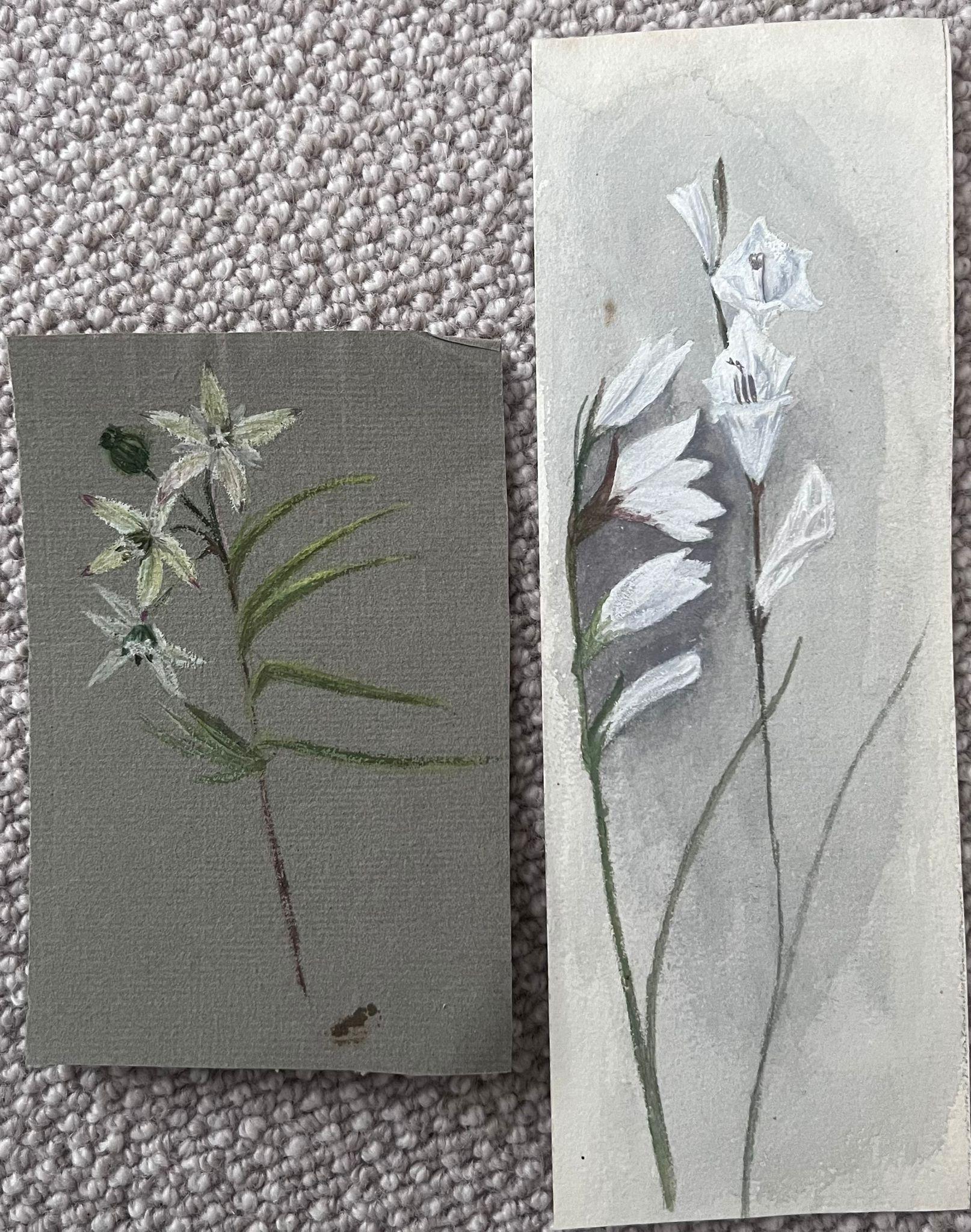 Caroline Worsley Still-Life Painting – Set von zwei feinen antiken britischen botanischen Gemälden mit weißen Blumenskizzen