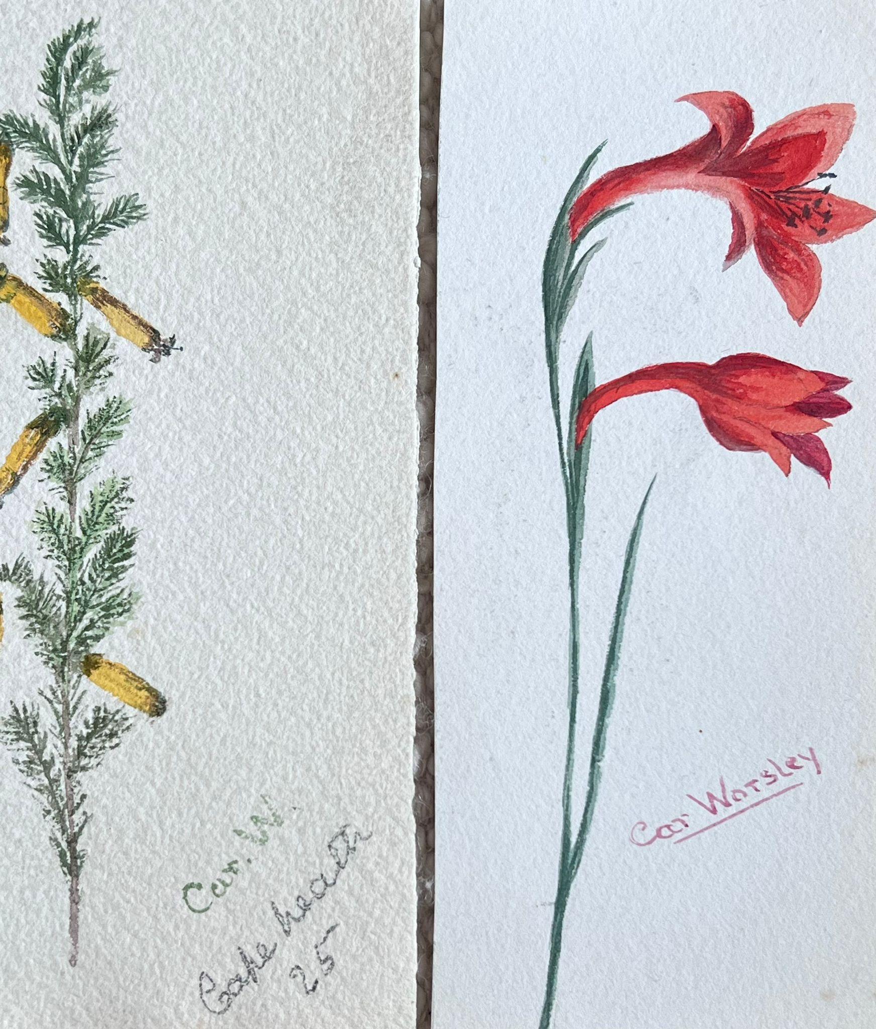 Ensemble de deux peintures botaniques britanniques anciennes représentant des fleurs jaunes et rouges - Art de Caroline Worsley